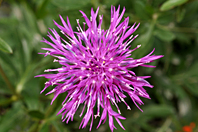 Centaurea scabiosa